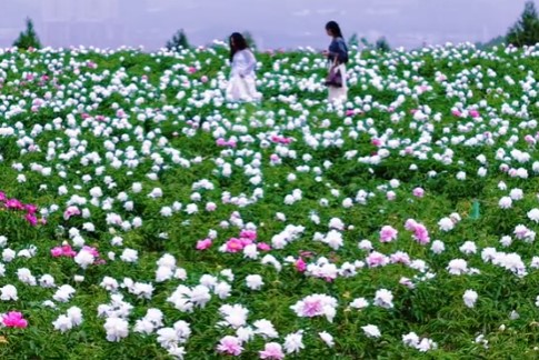 三星堆博物馆周边有什么好玩的之赏花胜地中江芍药谷